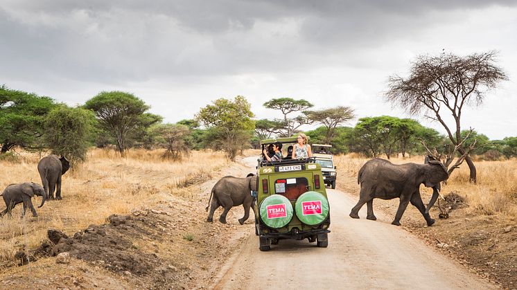 Möten i Serengeti. Foto: Roger Borgelid 