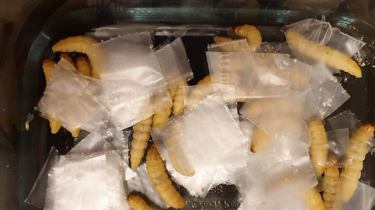 plastlarv2 Foto Norbite.jpg