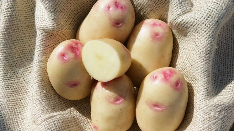 King Edward – En mycket populär potatis, kanske för att ofta beskrivits att ha en smörig lite mandelliknande smak.