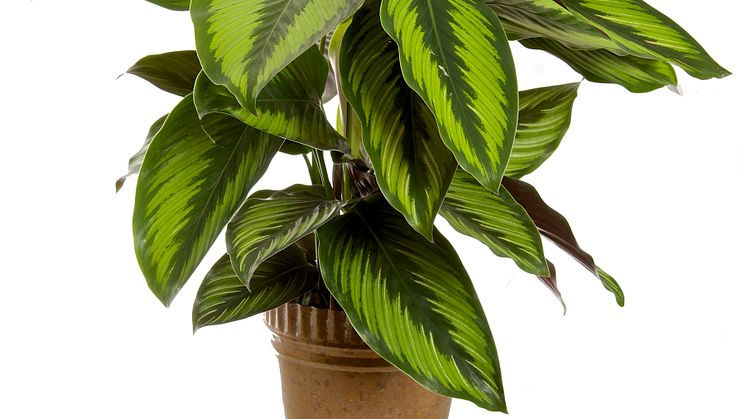 Kalathea, calathea