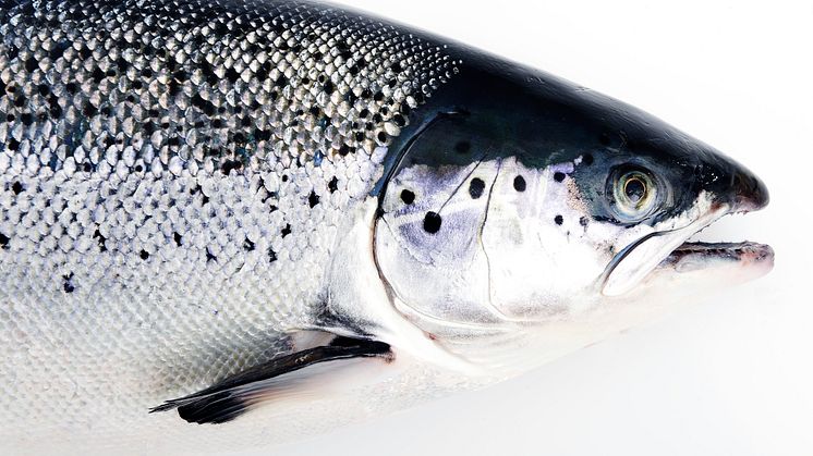 Norwegian salmon is free from antibiotics