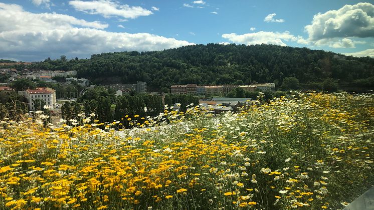 Takterrassen på B7 Eufemia har utsikt ut over blomsterengen mot Middelalderparken.