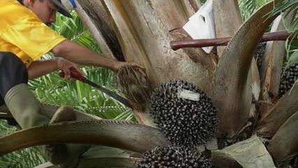 © Dr Asril Darussamin, RSPO