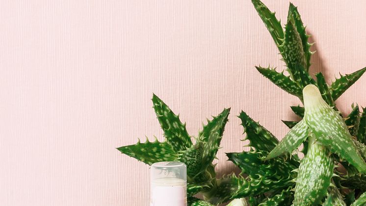 Cocosa Beauty Lipbalm