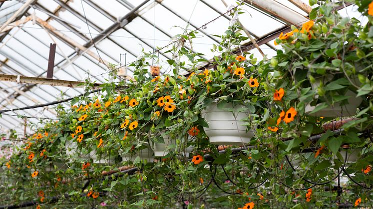 23Årets Sommarblomma 2023 Thunbergia alata Svartöga foto annikasnaturligating