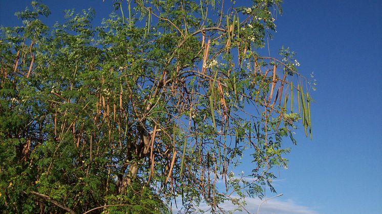 Moringa oleifera 