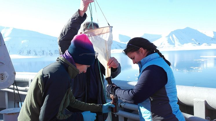 Collecting algae applying a phytoplankton net