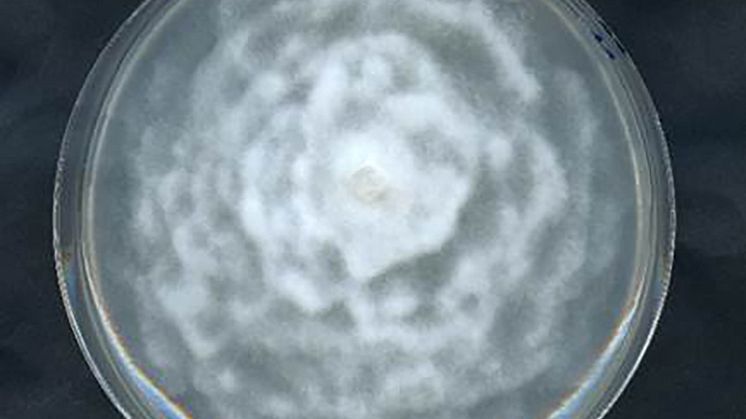 Spor av Phytophthora.