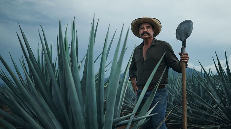 Agave
