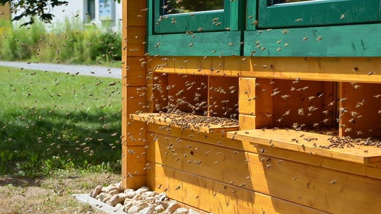 Auch die Therapie mit Bienenstockluft (Apitherapie) ist Thema in Thermalbad Wiesenbad 