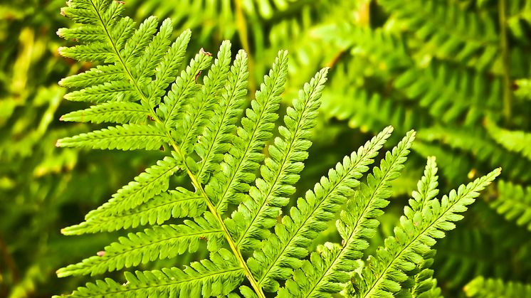 Med hjälp av ackreditering  kommer naturvärdesinventeringar kunna kvalitetssäkras.
