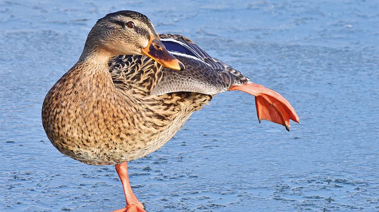 Stockente_Copyright Wolfgang Schruf_300dpi_cmyk