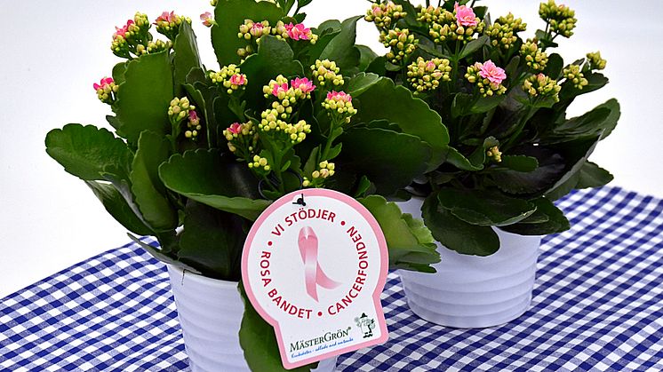 Dagens Rosa Produkt 20 oktober - en Calandiva från Mäster Grön