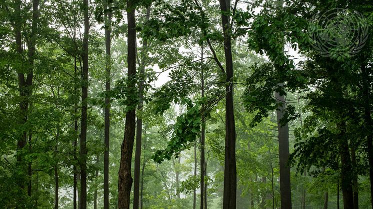 2024-04-15 Webinar: Review of the International Arrangement on Forests