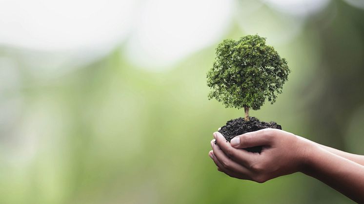 Hände geben behutsam einen Baum weiter