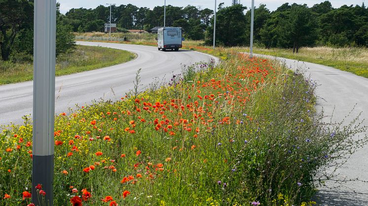 Gotländska vägrenar ger mat till pollinatörer