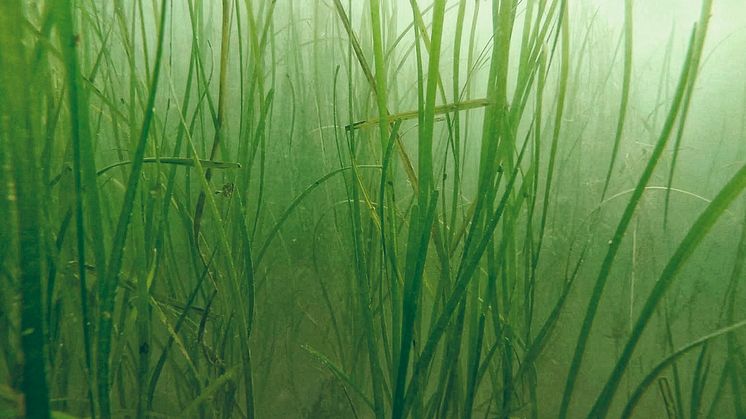 The Port of Gothenburg is about to replant 1,7 hectares of eelgrass. Photo: Peter Göransson.