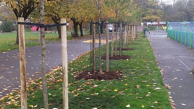 New trees at St Mary's Park, Prestwich.