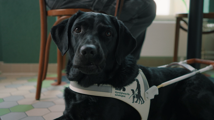 Pressbild_ledarhund.png