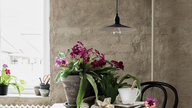 Svenskodlade kornettblommor är helt rätt i höst. 