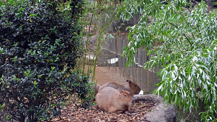 Zoo Leipzig - Capybaras