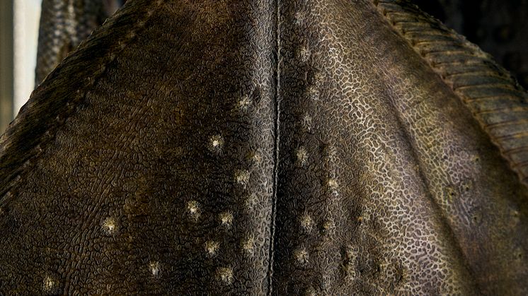 Turbot