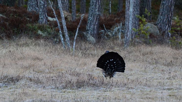 Flomyran i Gagnefs kommun är välkänt för det spektakulära tjäderspel som sker på platsen, med upp mot 15 tjädertuppar varje år. Foto: Sebastian Kirppu, Länsstyrelsen 