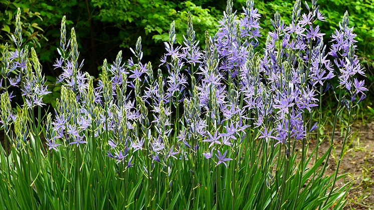 Camassia-stjarnhyacint-group