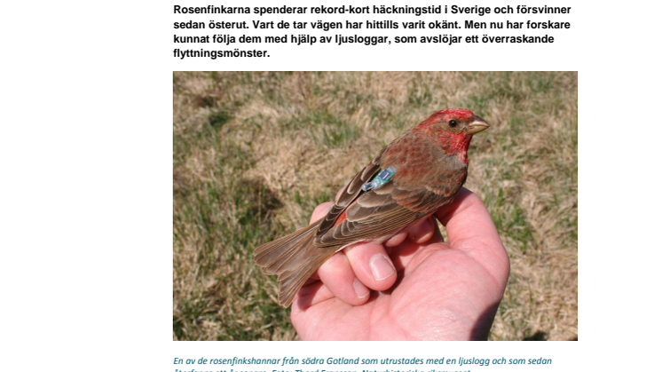 Rosenfinken avslöjad: både sprintar och sölar till Indien