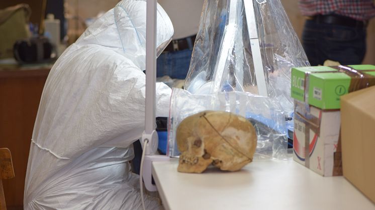 Emma Svensson sampling the Peştera Muierii 1 skull.