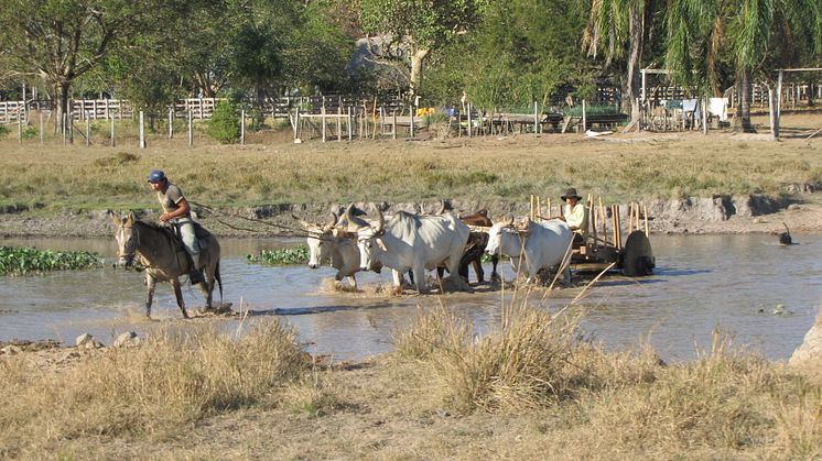 Farming in Llanos de Mojos, Bolivia