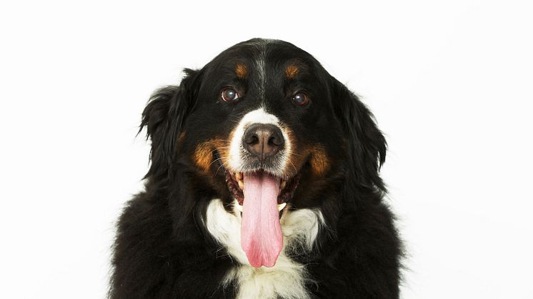 Berner sennen 