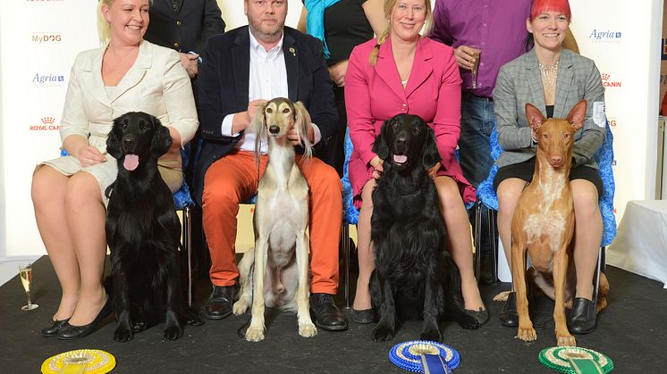 Salukin Qirimizi Ovation är Årets Utställningshund 2016. Här tillsammans med alla kandidaterna.