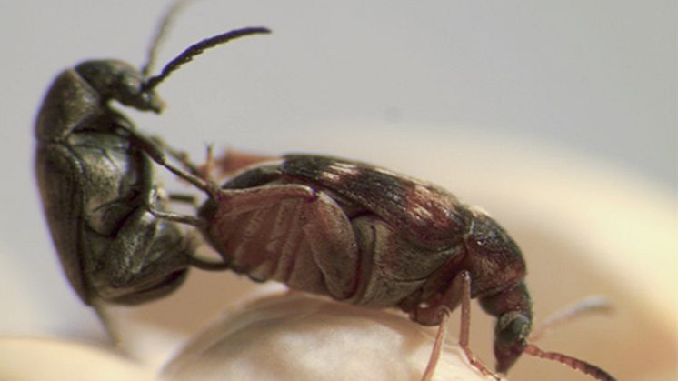 Callosobruchus maculatus