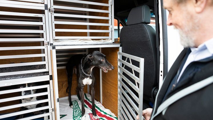 Hundtaxi-13.jpg