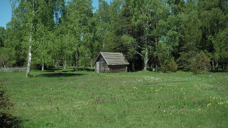 Ny studie: Tio skäl att bevara gräsmarkerna