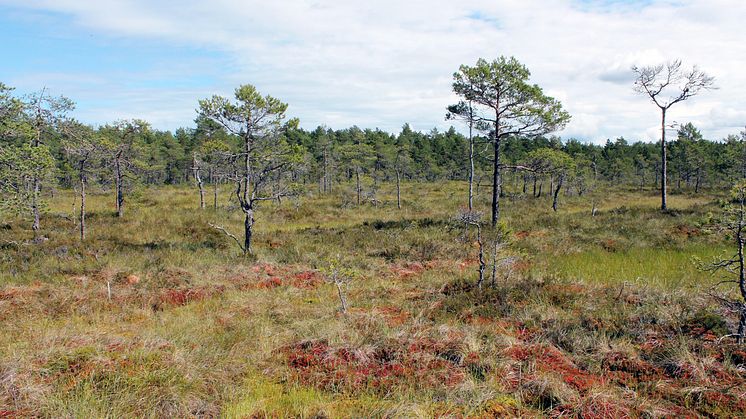 Kvävenedfall hämmar europeisk torvbildning, utom i norr