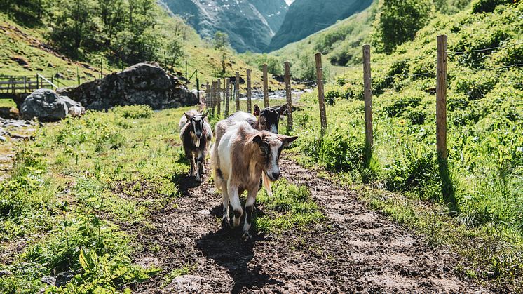 Geiter på beite i Undredal