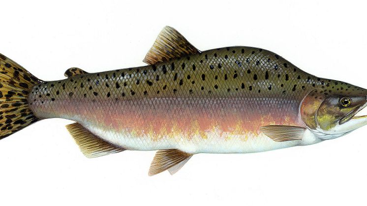 Foto: Timothy Knepp - U.S. Fish and Wildlife Service