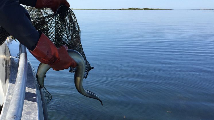 Stopp för fisket för att skydda den hotade ålen