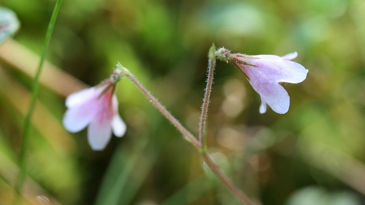 Linnea (Linnaea borealis)