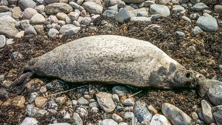 250 döda sälar på Västkusten