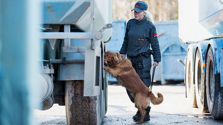 Idag har Securitas ca 150–170 hundar i tjänst och våra fyrbenta kollegor arbetar över hela Sverige. Foto: Securitas Sverige AB.