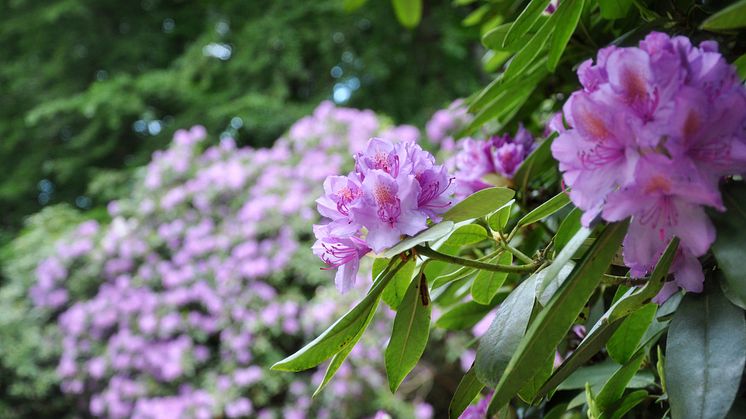 Rhododendron i full prakt