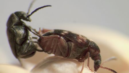 pm_beetle