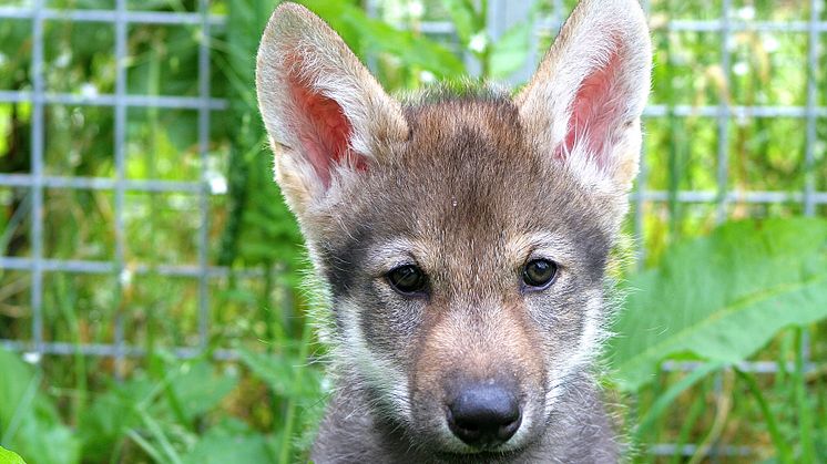Vargvalpen Flea, en av de valpar som Christina Hansen Wheat vid Zoologiska institutionen, Stockholms universitet, studerar för att se skillnader och likheter i beteende mellan hundar och vargar. Foto: Christina Hansen Wheat.