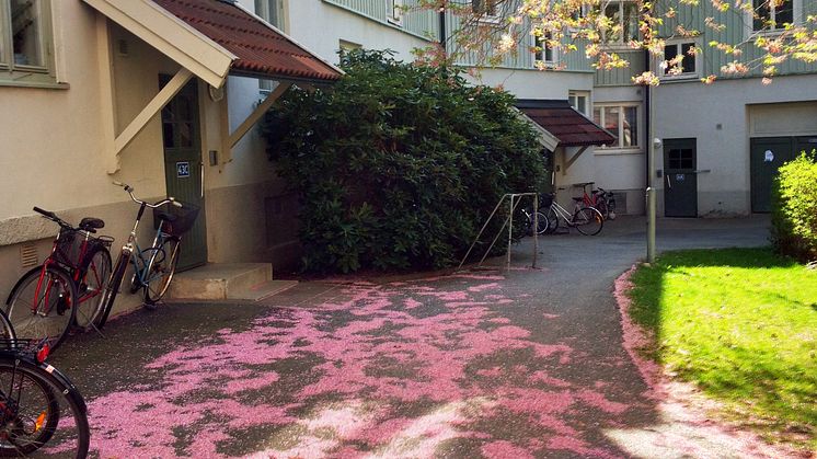 Körsbär i Kungsladugård
