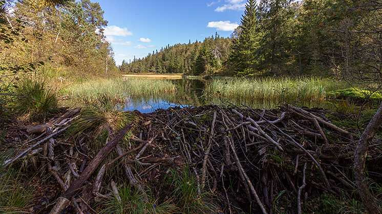 Bäverdammar skapar problem när regnmängderna ökar 