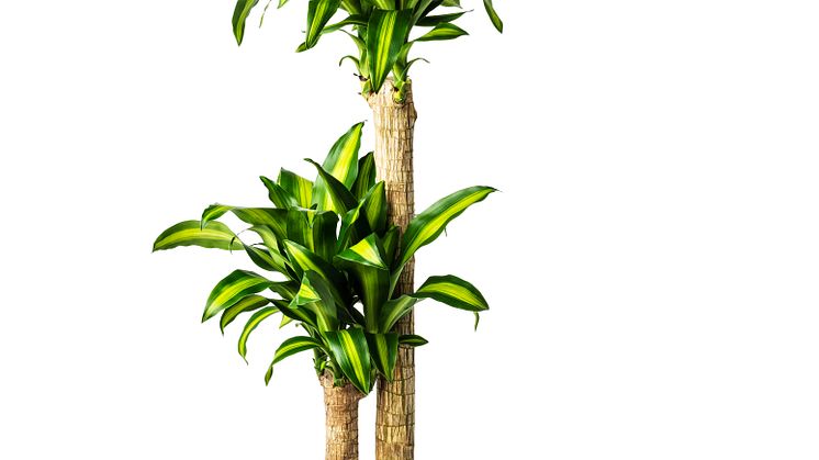 DRACAENA MASSANGEANA stueplante 159 DKK(1)