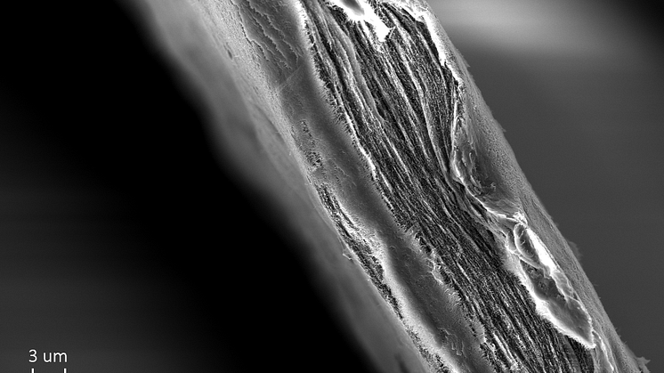 Cellulosa-nanofibrer i det nya tusenbladsfiltret som renar vatten från virus. Bild: Simon Gustafsson.